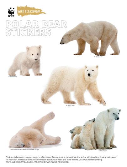 Autocollants pour animaux - Ours polaires
