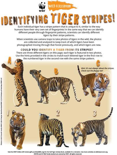 Identification des rayures de tigre