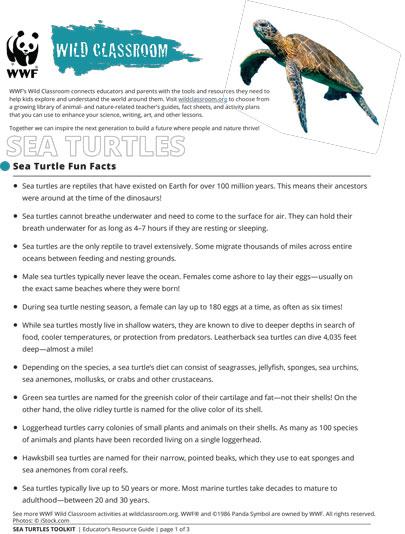 Sea Turtle Fun Facts
