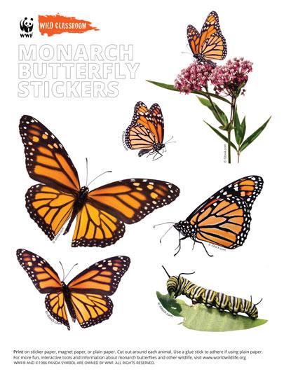 Autocollants pour animaux - Papillons monarques
