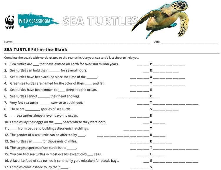 Sea Turtle