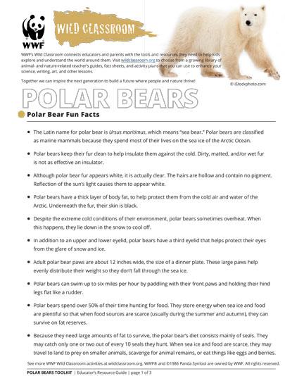 Faits amusants sur l'ours polaire