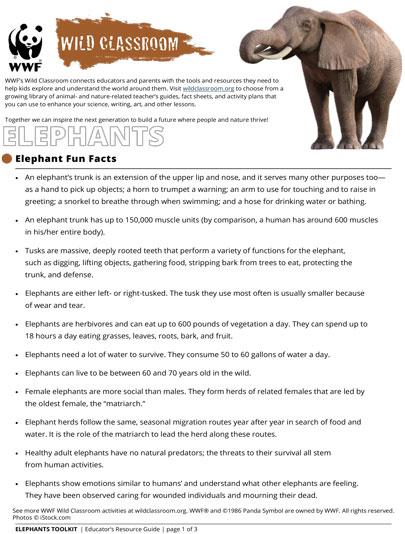 Elephant Fun Facts