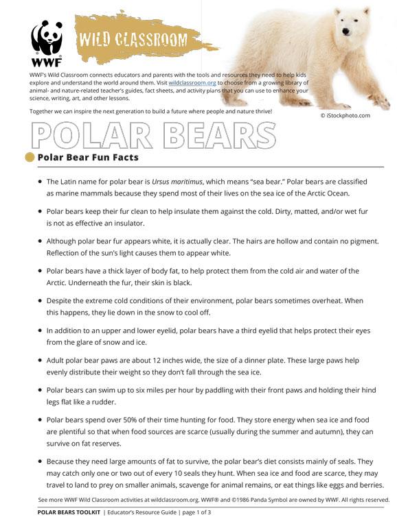 Printables - Polar Bear Fun Facts