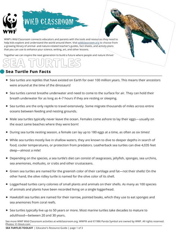 Sea Turtle Fun Facts