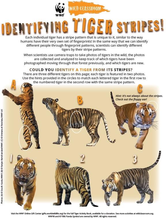 Identification des rayures de tigre