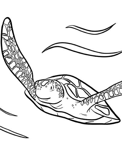 Page de coloriage des tortues de mer