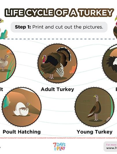 Turkey Life Cycle - Ages 4-8