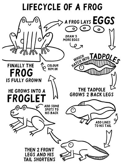 Lifecycle of a Frog by Abigail Burch