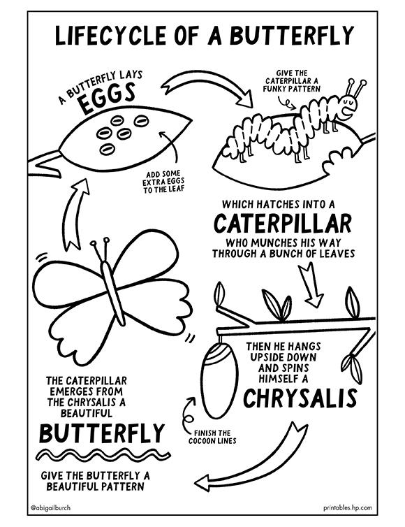 Lifecycle of a Butterfly by Abigail Burch