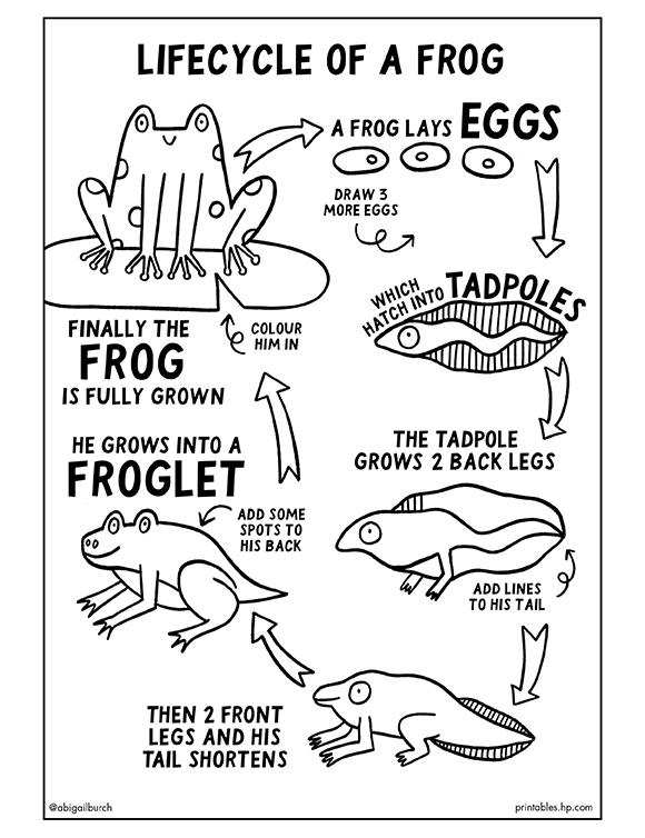 Lifecycle of a Frog by Abigail Burch