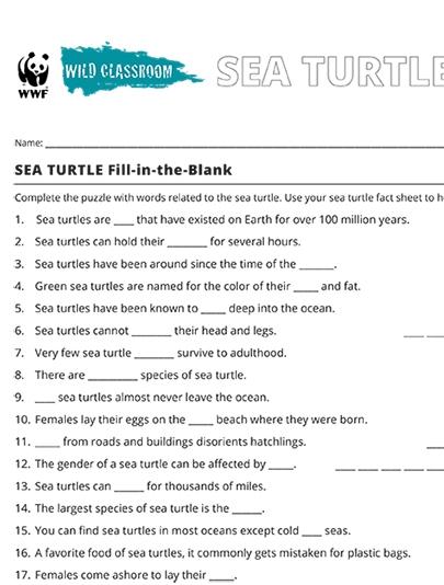 Sea Turtle