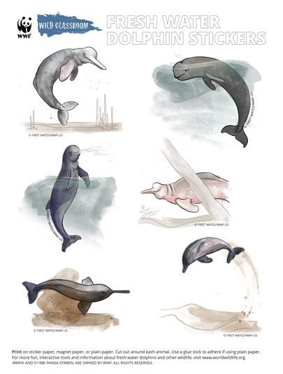 Animal Stickers - Freshwater Dolphins