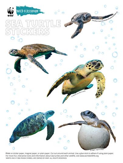 Animal Stickers - Sea Turtles