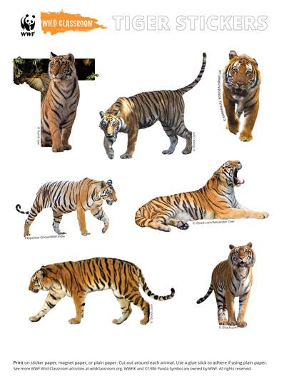 Animal Stickers - Tigers
